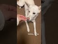 毎日可愛い🥺💓 shorts shiba mix japanesedog 保護犬 野犬 癒し 雑種犬 かわいい ごろーん 技