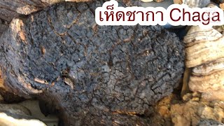 ตื่นเต้นมากที่มาเจอเห็ดชากา Chaga ของจริงดอกโตมากค่ะ Chaga mushrooms