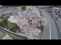 しだれ桜と暮らす３世代の家　ドローン空撮 1