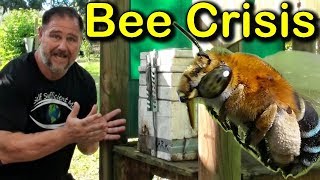 Why We Got Rid Of Our Bees? Honey Bee Crisis!