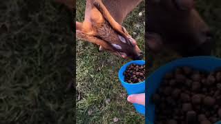 Rare  deer scent glands | Muntjac deer #shorts #animals #nature #deer