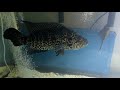 huge jaguar cichlid eating live feeder fish live feed video hugejaguarcichlid