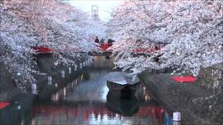 12.4.7 大垣市　奥の細道　むすびの地　記念館＆桜