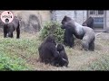 gorilla tayari made a big jump d’jeeco family is on alert because…金剛猩猩tayari從城堡上跳下來全家都警戒因為