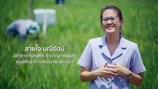 โครงการพระราชดำริ แกล้งดิน พิกุลทอง