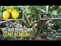 Tips Agar Pohon Lemon Cepat Berbuah | Agro Sejahtera