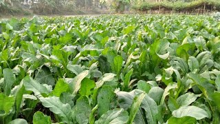 मुळा लागवड | अशी करा मुळा लागवड  #शेती #farming #radish #farmlife