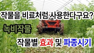 토양 유기물증진, 병해충 예방 토양 피복 등 이렇게 많은 효과를 작물로?! 하우스 염류제거까지?