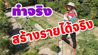 ปลูก​ อะไร​ ก้ได้ขาย​  ในพื้นทุกตารางนิ้ว