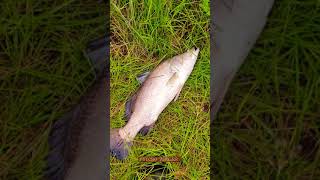 #shorts #barramundi കാളാഞ്ചി fishing video ഉടനെ വരുന്നുണ്ട് 🔥🎣#short