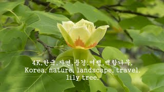 4K,한국,자연,풍경,여행,백합나무,Korea, nature, landscape, travel, lily tree,