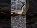 seltener besuch beim angeln nilgans goosegooseduck goose fun nature moments fyp viralshort