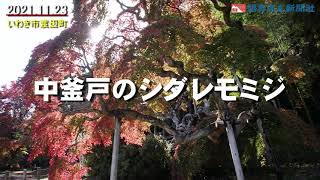 〔ふくしま紅葉だより〕中釜戸のシダレモミジ