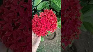 beautiful ixora flower 🌺🌺 / love status ❤❤ #viralshorts