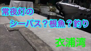 常夜灯でシーバス？根魚？衣浦湾