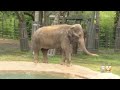 Discover DFW: Your Sneak Peek Inside The Fort Worth Zoo’s New Elephant Springs Exhibit