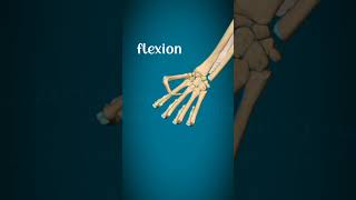 Metacarpophalangeal joint and interphalangeal joint movements#physiorehab#drsamia