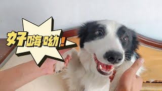 狗狗洗完澡异常兴奋，竟然抱着主人一顿乱啃，太逗了！