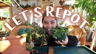 repotting plants for my green wall! | REPOT WITH ME