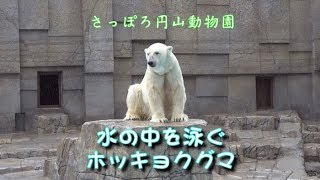 札幌 　円山動物園 「水の中を泳ぐホッキョクグマ」 Swimming Polar Bear, Sapporo Maruyama Zoo