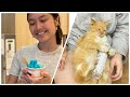 Haul Ikea Food sambil ditemenin Marie kucing kita | Daily Vlog Taroreh Family