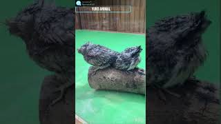 祝！誕生　オーストラリアガマグチヨタカの雛　Tawny Frogmouth chick