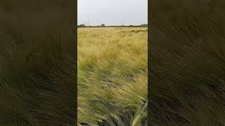 ready for silage#κριθαρι#shorts#farmers#lutece 16-5-23#agro#barley