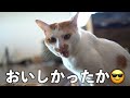 カルカン商品を保護猫にプレゼントできるらしいぞ！！！急げ🏃！！