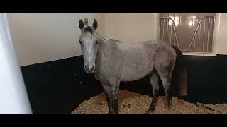 Angry Horse! Gelding v Stallion