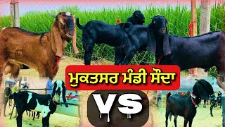 ਮੁਕਤਸਰ ਮੰਡੀ ਸੌਦਾ ਲਾਈਵ Muktsar mandi sauda live #iltilanatv #desistudio #goatvideos