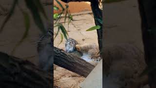 Pallas's cat #manul #cat #cute #shorts