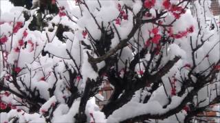 【ふくしまPR動画2017】福島の春雪 2017年３月27日