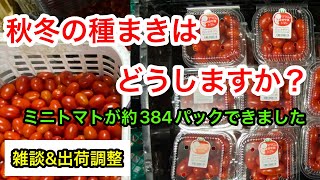 『雑談\u0026出荷調整』秋冬はなにまきますか？ミニトマトの出荷調整。2023年7月28日