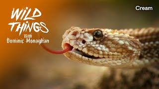 A Deadly Rattlesnake | Wild Things with Dominic Monaghan | Venezuela (Season 1 Episode 2)