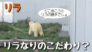 ホッキョクグマ　ここがリラの歩く道　Polar bear Lila's way