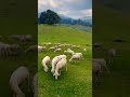 poondi kodaikanal sheep farm