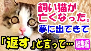 飼い猫が亡くなってしまった夜に夢に出てきて「返す」と言って…【猫の不思議な話】【総集編】