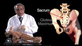 The Gluteal Region - Anatomy Tutorial