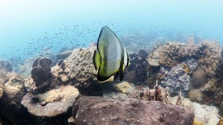 Koh Rong Sanloem Diving - Koh Rong Diving, Cambodia Diving - Nemo - Giant Clam - Nudibranch