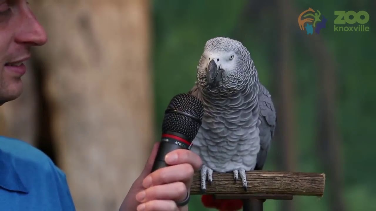 Einstein The African Grey Parrot Showed Off Her Vocabulary Skills With ...