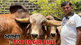 अँसुया गौशाला के Top 10 Gir ke Semen Available￼