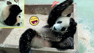 圓寶自己玩滾木屑,木風鈴,坐地上手抌著頭好可愛😁 Giant Panda Yuan Bao played by herself happily,圆宝