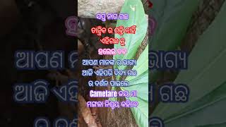 ଜୟ ମା ମଙ୍ଗଳା ମାଙ୍କର ଅତି ପ୍ରିୟ ଗଛ  ସଂସକ୍ରାବ ନିଶ୍ଚୟ କରିବେ