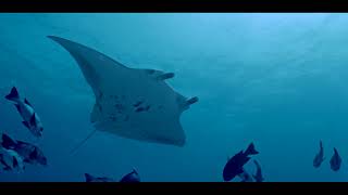 World Oceans Day 2026