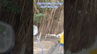 150 సంవత్సరాల మహా వృక్షం