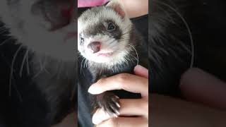 フェレットさん懐くとこうなる　仰向けで一緒に眠る　ferret!!!  Ferret to sleep together #Shorts