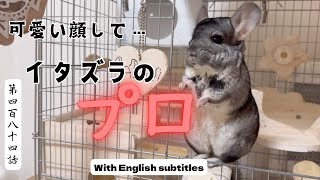 【チンチラ】たった1日でイタズラのプロへと変わっていた🐭