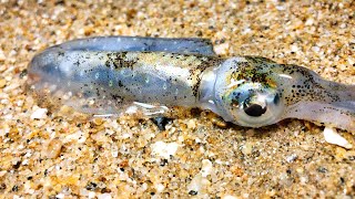 （Spear cuttlefish）长枪墨鱼//阿广和峰哥联手赶海，海参、海螺抓了小半桶，墨鱼、海胆也来凑热闹