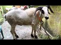 Bakri Eid sheep 2022