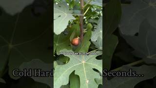 Top Reasons to Grow Cold Hardy Figs in Just 10 Seconds! 🌿❤️